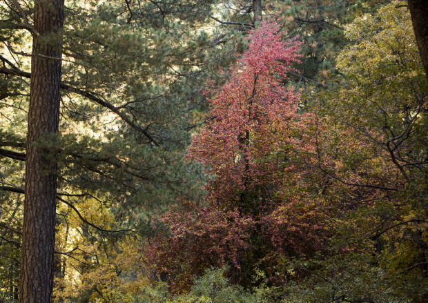 Fall colors on Mount Lemmon